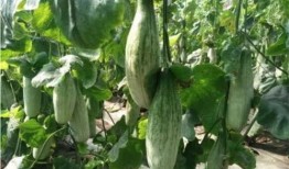 网红界的吃瓜群是什么,吃瓜群背后的秘密与风云