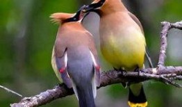 爆料白色画眉鸟视频,罕见珍禽的神秘面纱