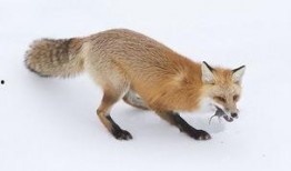 红狐全集在线观看,揭秘神秘红狐家族的传奇故事