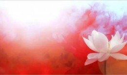 莲花一生最新爆料,揭开神秘爆料背后的真相