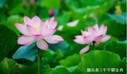 莲花一生最新爆料,揭开神秘爆料背后的真相