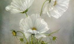 俏女性花开在线观看,一场视觉与情感的盛宴