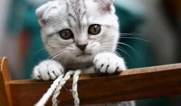 娱乐吃瓜酱折耳猫,揭秘折耳猫的神秘魅力与争议