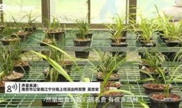 紫金山视频爆料大全下载,揭秘热门事件幕后真相