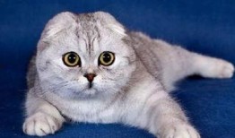 娱乐吃瓜酱折耳猫,揭秘折耳猫的神秘魅力与争议