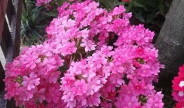 俏女性花开在线观看,一场视觉与情感的盛宴