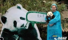 熊猫奥莉奥爆料视频,揭秘萌宠日常与趣味瞬间