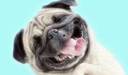 巴哥全新爆料视频,独家内幕大公开！