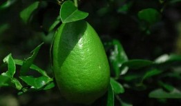 香水柠檬爆料视频大全最新,揭秘视频大全背后的精彩瞬间