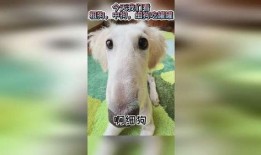 娱乐吃瓜酱细狗