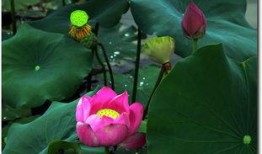 莲花在线观看,探寻神秘莲花世界的奇幻之旅