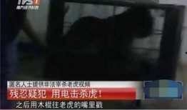 屠宰最新爆料视频,屠宰场内幕惊人曝光！