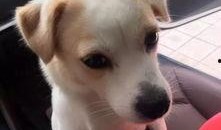 凯凯狗狗最新爆料,揭秘娱乐圈幕后真相