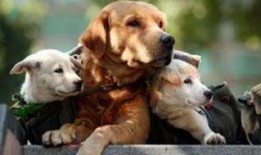 凯凯狗狗最新爆料,揭秘娱乐圈幕后真相