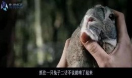 疯羊高清在线观看,一场视觉盛宴的疯狂之旅