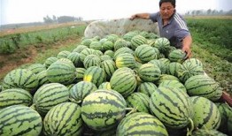 青岛网红小哥吃瓜,青岛网红小哥的瓜田奇遇记