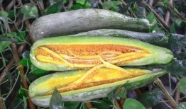 网红吃瓜社区,揭秘娱乐圈幕后真相，带你领略网络红人的真实生活