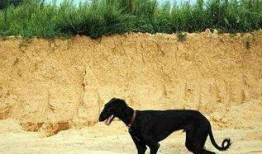 娱乐吃瓜酱细狗