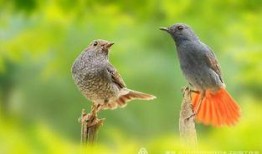 爆料白色画眉鸟视频,罕见珍禽的神秘面纱