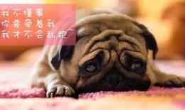 巴哥全新爆料视频,独家内幕大公开！