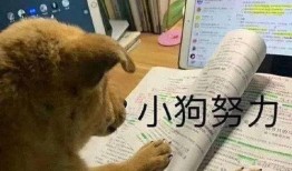 网红狗子跟闺蜜吃瓜,欢乐瞬间尽收眼底