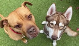 网红狗子跟闺蜜吃瓜,欢乐瞬间尽收眼底