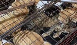 屠宰最新爆料视频,屠宰场内幕惊人曝光！