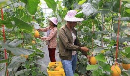 网红吃瓜社区,揭秘娱乐圈幕后真相，带你领略网络红人的真实生活