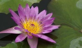 莲花在线观看,探寻神秘莲花世界的奇幻之旅