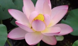 莲花一生最新爆料,揭开神秘爆料背后的真相