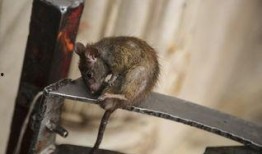 老鼠爆料原神视频在线观看,老鼠爆料视频带你领略游戏魅力