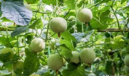 甜瓜游乐场最新版大爆料,全新玩法与惊喜等你探索