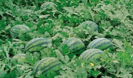 景德镇网红吃瓜群微信号,揭秘幕后故事，畅谈生活点滴