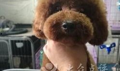 凯凯狗狗最新爆料,揭秘娱乐圈幕后真相