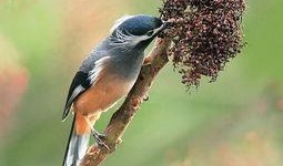 爆料白色画眉鸟视频,罕见珍禽的神秘面纱