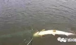 钓鱼爆料视频最新消息新闻,揭秘神秘水域奇遇记