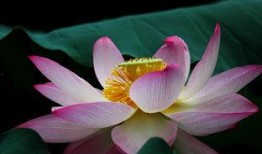 莲花在线观看,探寻神秘莲花世界的奇幻之旅