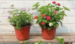 最新爆料姚元皮肤视频,神秘特效与独特设计首次曝光