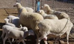 三只羊吃瓜爆料直播间视频,揭秘娱乐圈幕后故事