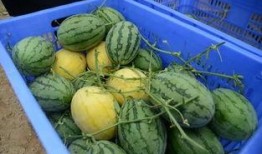 免费吃瓜群wx,带你畅享网络盛宴