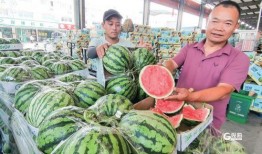 青岛网红小哥吃瓜,青岛网红小哥的瓜田奇遇记